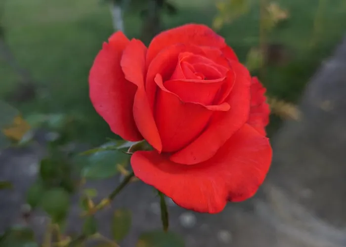 Herbert Apartman Galambok