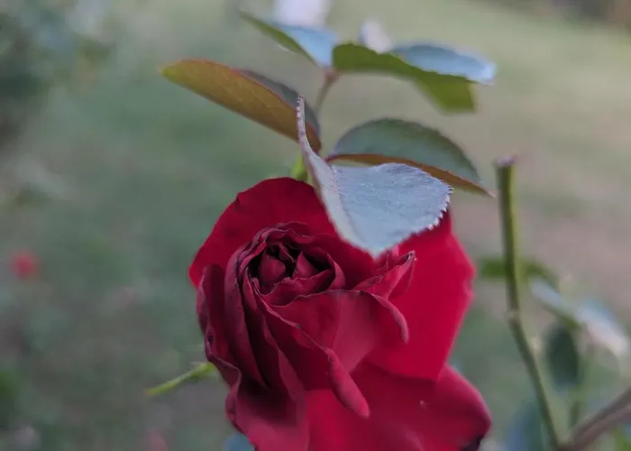 Apartman Herbert Galambok